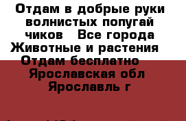 Отдам в добрые руки волнистых попугай.чиков - Все города Животные и растения » Отдам бесплатно   . Ярославская обл.,Ярославль г.